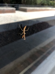 Stagmomantis carolina