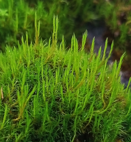 Flexitrichum flexicaule