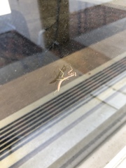 Stagmomantis carolina