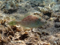 Stephanolepis diaspros