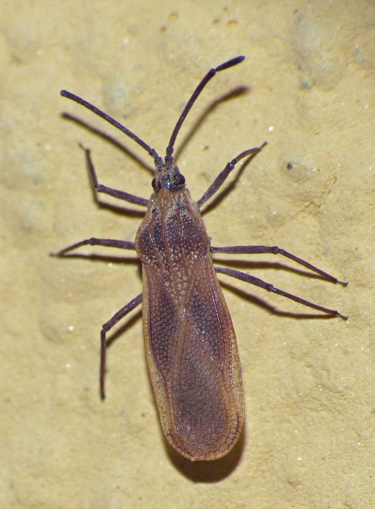 Teleonemia prolixa