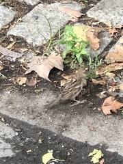Passer domesticus