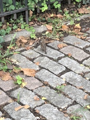 Passer domesticus