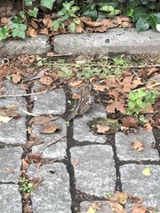 Passer domesticus