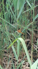 Libellula needhami