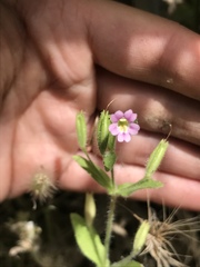Erythranthe parishii