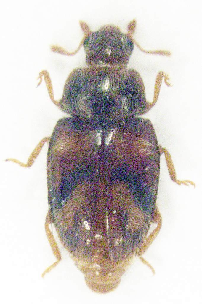 Rhyzobius rarus
