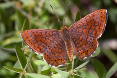 Calephelis arizonensis