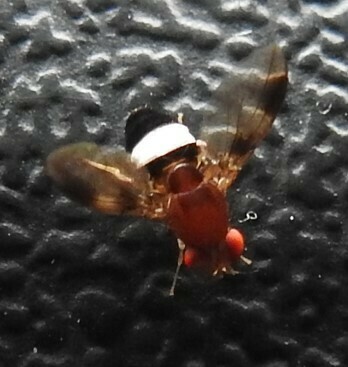 Leucophenga elegans