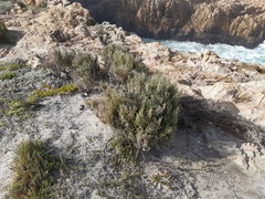 Salicornia littorea