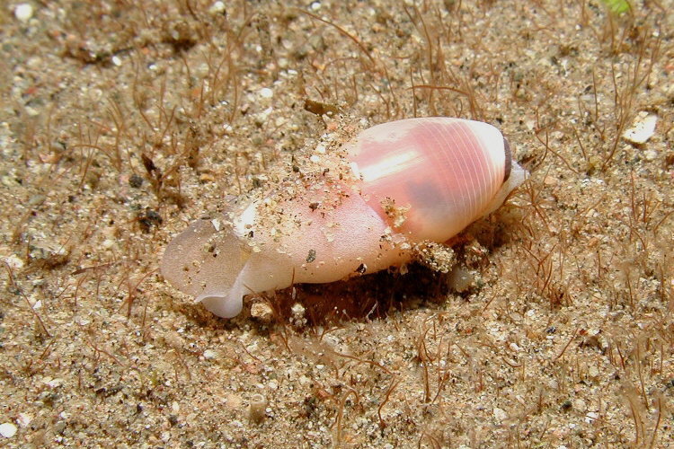 Aliculastrum