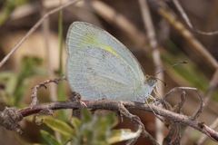 Eurema daira sidonia