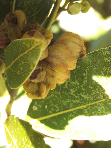 Cecidophyopsis malpighianus