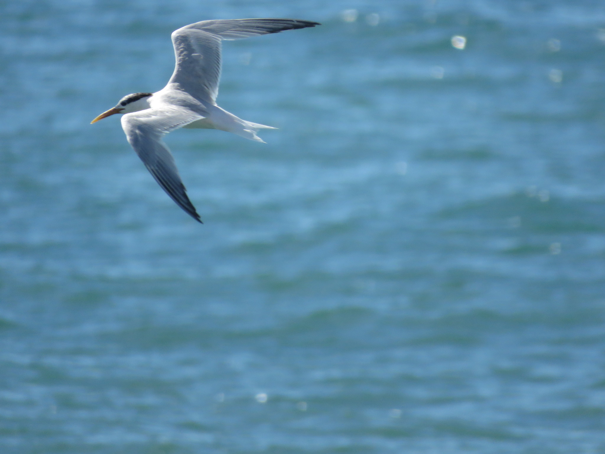Sandwich Tern