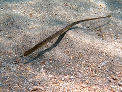 Syngnathus typhle