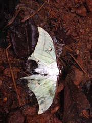Actias selene
