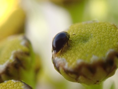 Phalacrus substriatus