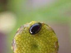 Phalacrus substriatus