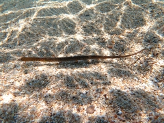 Syngnathus typhle