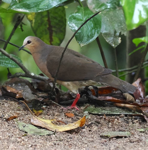Grey-fronted Dove