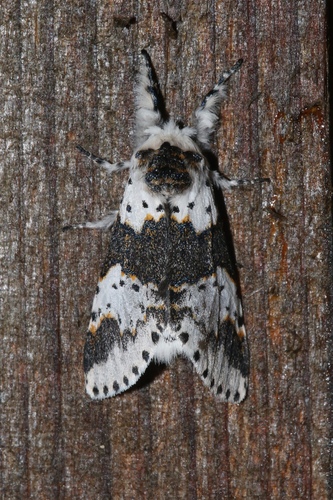 White Furcula Moth photo 5