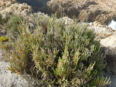 Salicornia littorea
