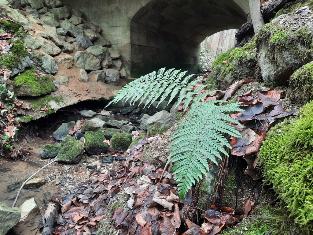 Dryopteris lacunosa