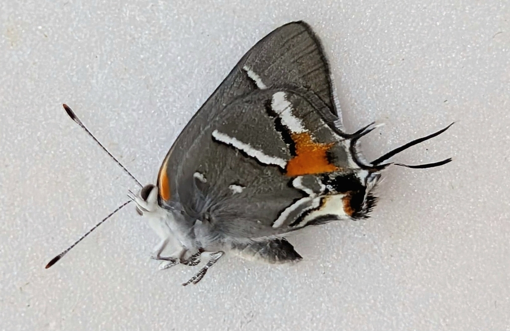 Caribbean Scrub-Hairstreak