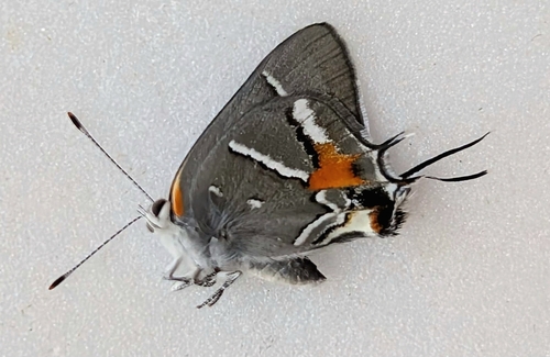 Caribbean Scrub-Hairstreak