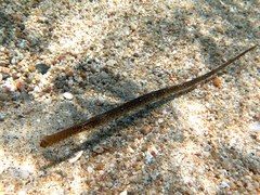 Syngnathus typhle