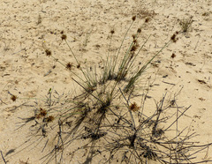Cyperus conglomeratus
