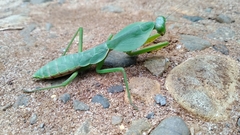 Rhombodera