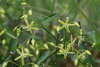 Periploca gracilis - Photo (c) odenwaelder, some rights reserved (CC BY-NC), uploaded by odenwaelder
