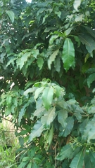 Magnoliopsida