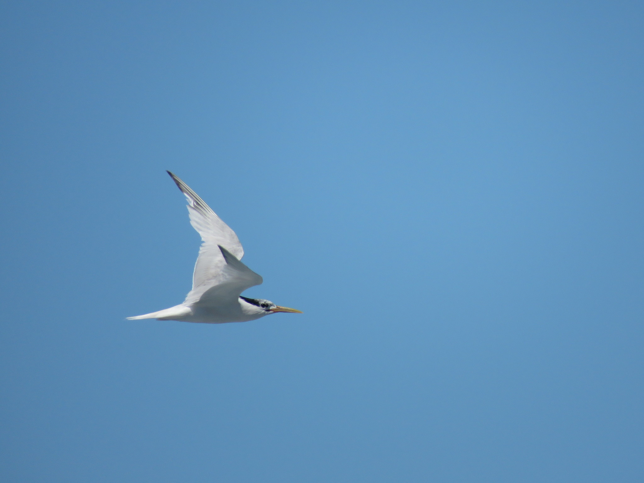 Sandwich Tern