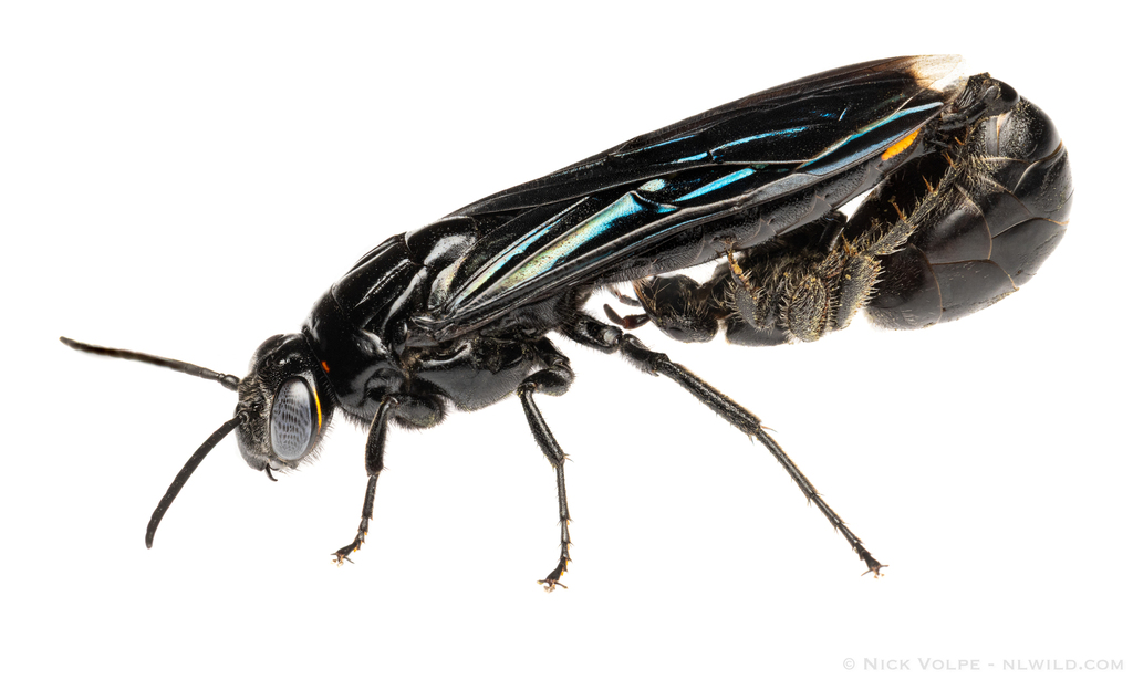 Zaspilothynnus scolioides