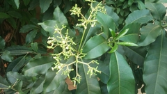 Magnoliopsida