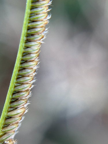 Cape Windmill Grass (Eustachys caribaea)