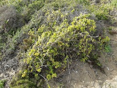 Roepera maritima