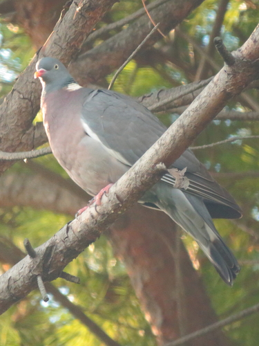 Paloma torcaz (Columba palumbus)