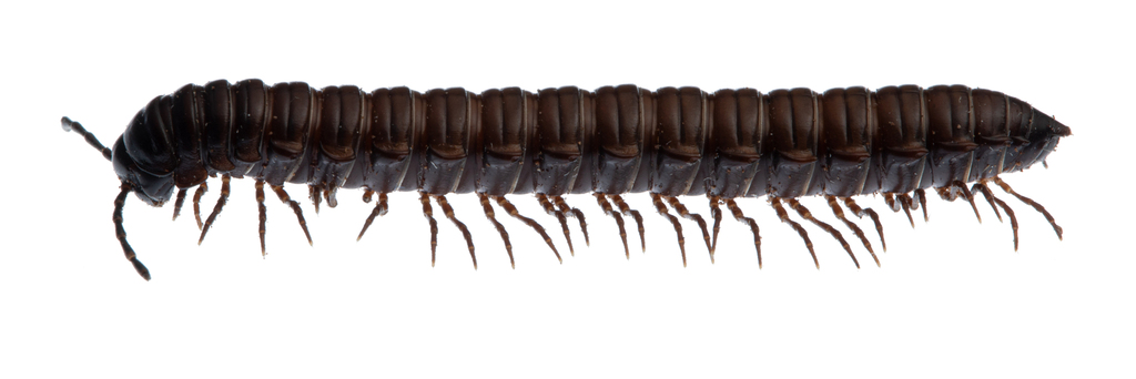 Brochopeltis mediolocus