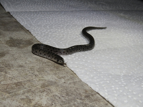 Tamaulipan Hook-nosed Snake