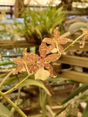 Oncidium leucochilum