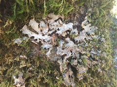 Peltigeraceae