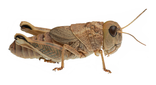 Lagoonia scabronotum