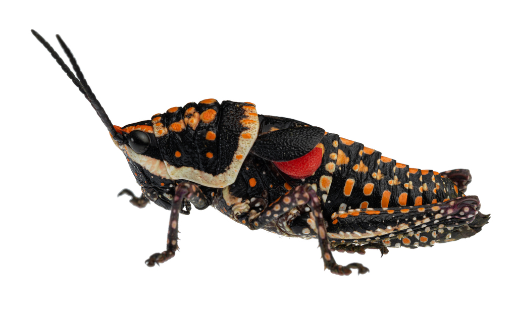 Painted Pyrgomorph