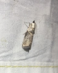 Acrobasis palliolella