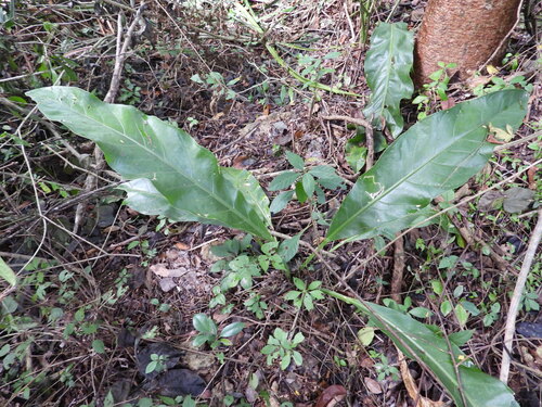Anthurium schlechtendalii
