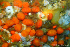 Metandrocarpa taylori