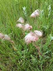 Geum triflorum